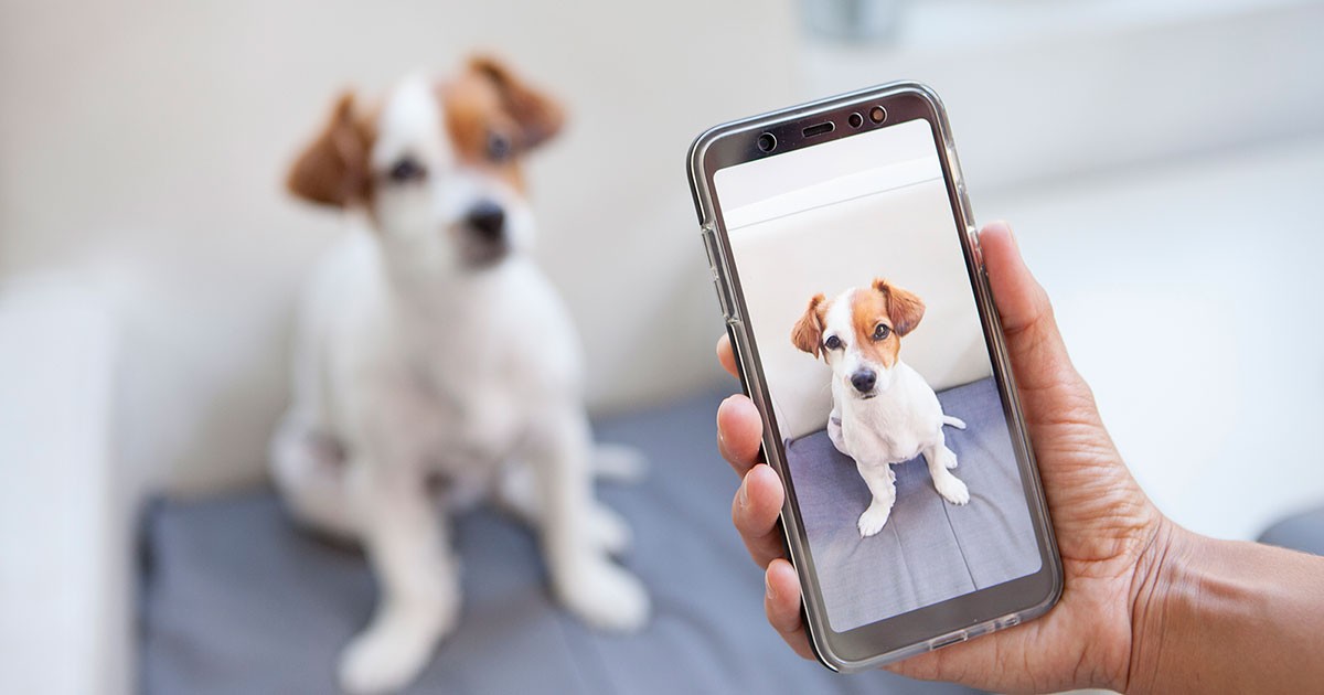 You don’t have to lose your favorite pet photos if you store them in the cloud