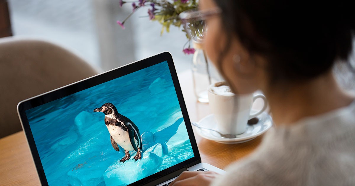 A woman watches a penguin webcam over the internet