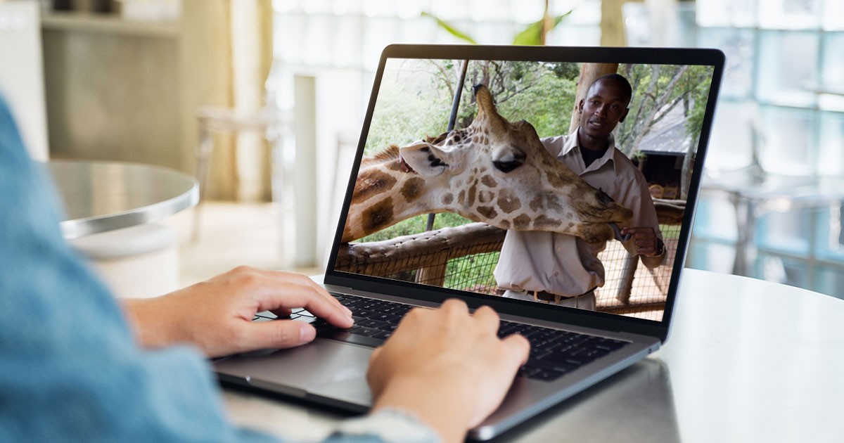 With some virtual zoo tours, you can meet a zookeeper up close over video