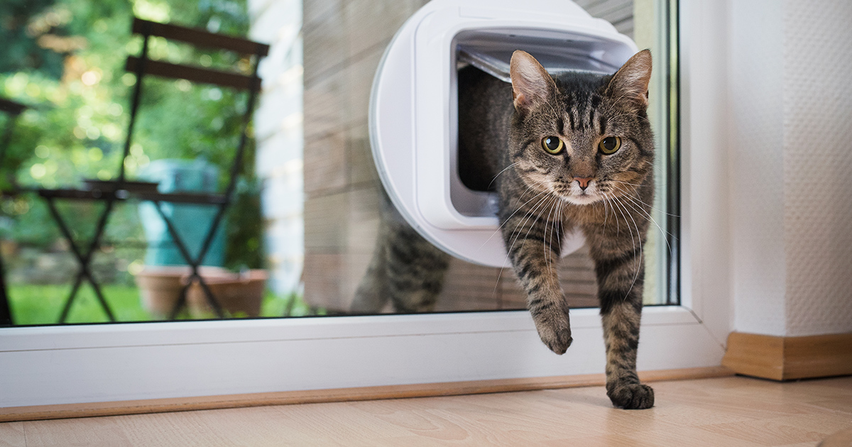 Tabby cat uses a smart pet door to come into a house