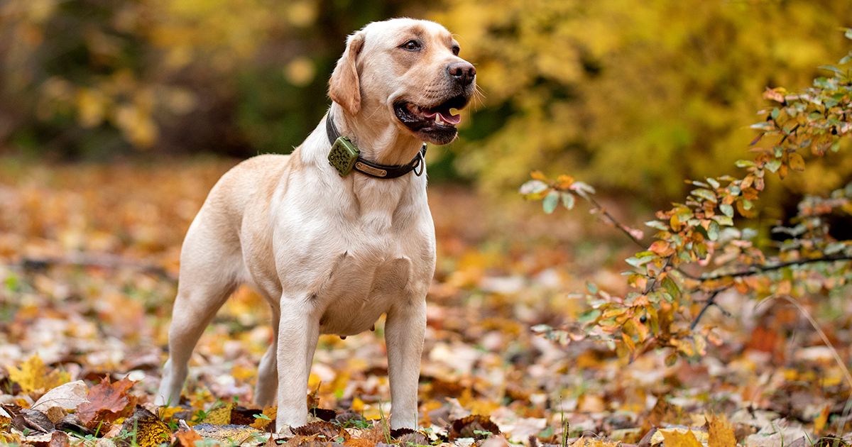 If your dog wears a smart collar, this pet tech can help you track them down