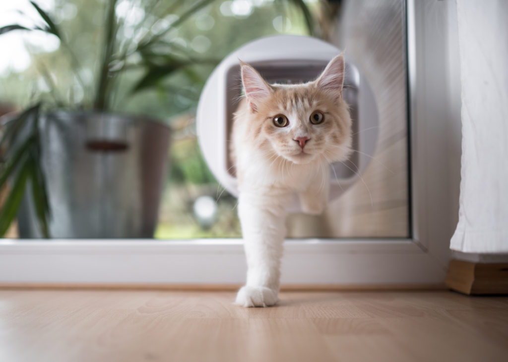 White cat using a smart doggy door