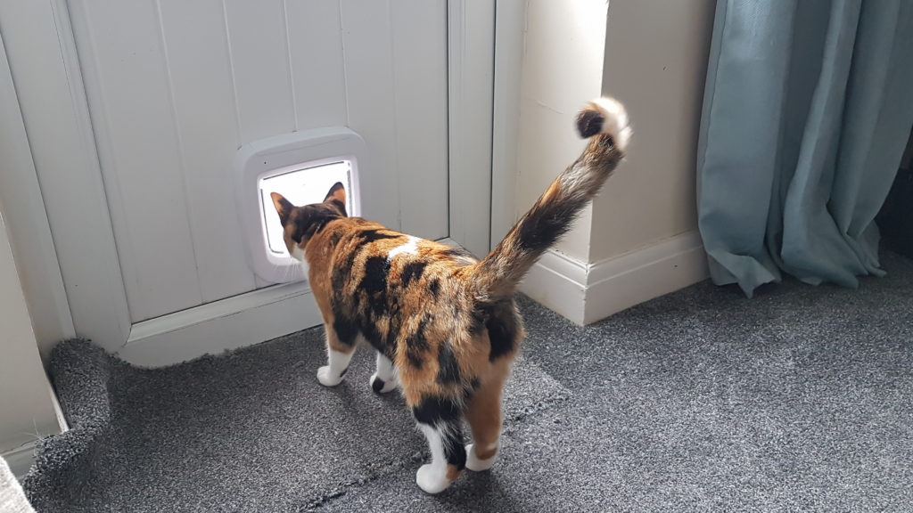 Calico cat using a smart doggy door