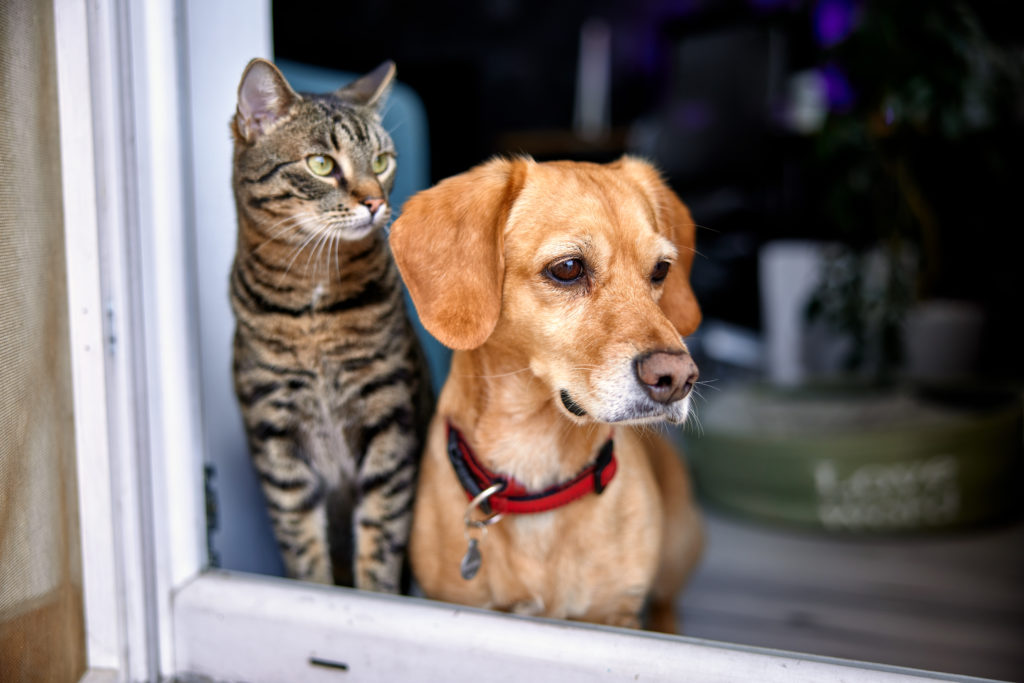 Cat and dog waiting for their owner to come home