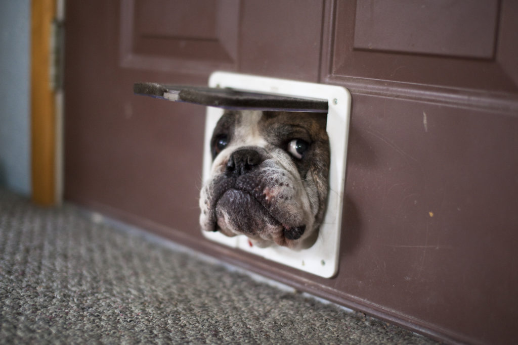 Pet using a smart doggy door